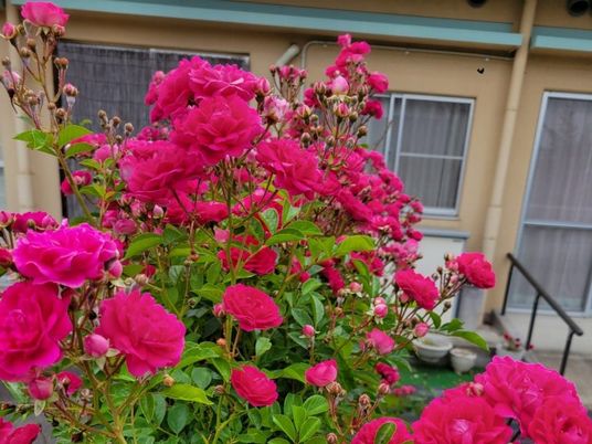 満開の花壇の庭  