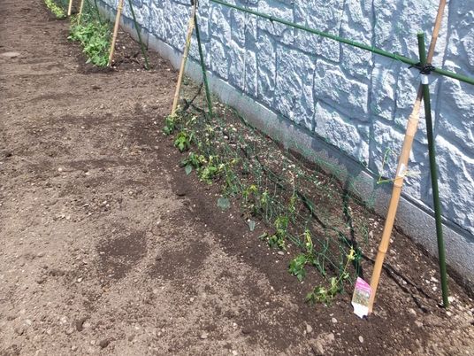 中庭の植栽スペース  