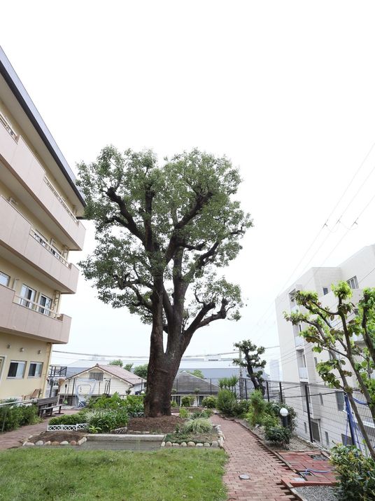 緑豊かな中庭の風景