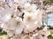 満開の桜の花