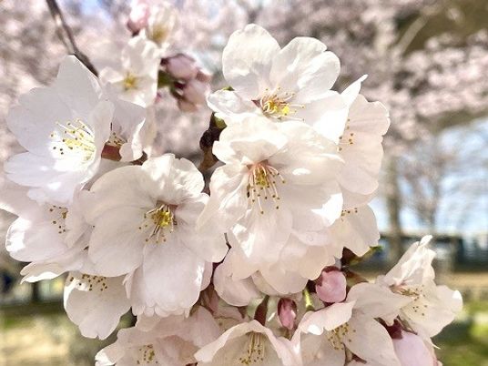 満開の桜の花