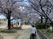 満開の桜と散歩道