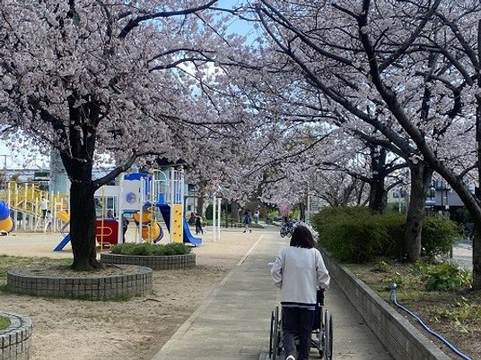満開の桜と散歩道