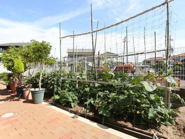 中庭の緑と野菜畑