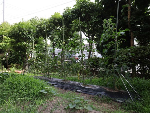 手入れされた施設の庭
