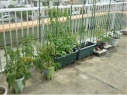 植物育成の中庭