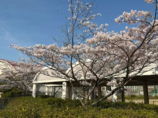 桜に囲まれた外観  