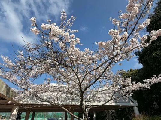 桜が咲く中庭  