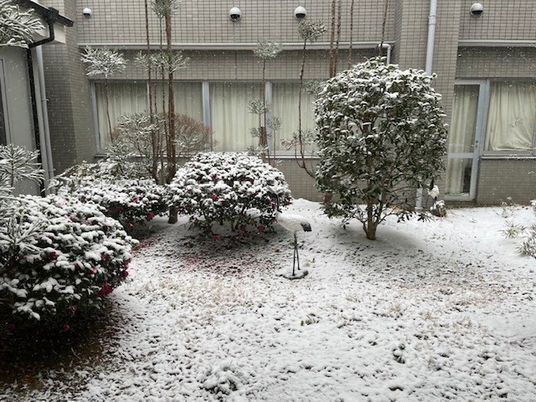 雪の中庭  