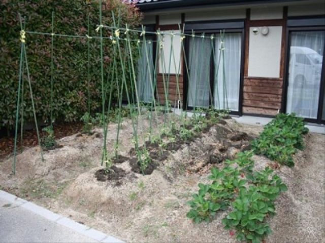 手入れされた施設の庭 家庭菜園 手入れが行き届いた庭では、季節の野菜や花の世話を通じて、心身のリフレッシュやコミュニケーションがはかれます。