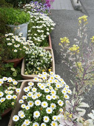 花壇の彩り豊かな植物