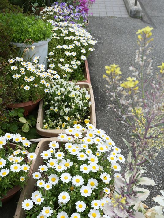 花壇の彩り豊かな植物