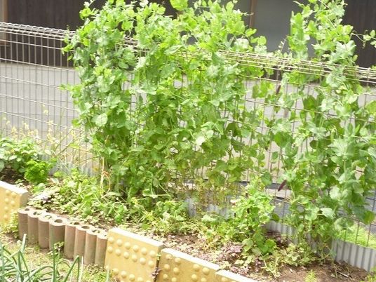 緑のある中庭  