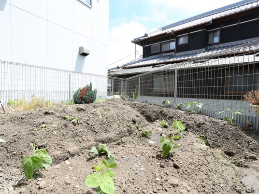 手入れされた庭の畑