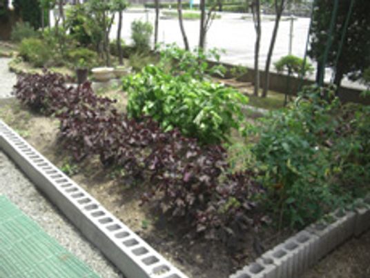 植物が植えられている庭