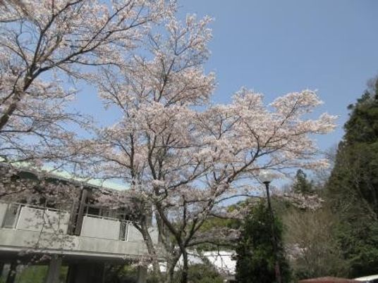 桜が見える庭  