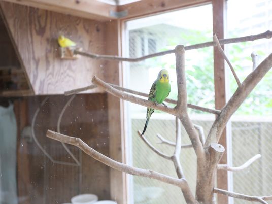 施設内では、セキセイインコなどの小鳥を飼育している。大きな木の枝を設置しており、自由に飛べる環境となっている。