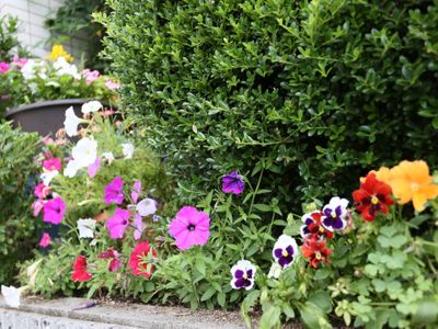 カラフルな花が咲く庭