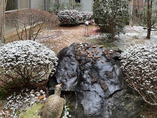 雪の中庭  