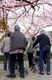 桜の木の下の集い