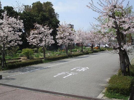 桜並木の庭