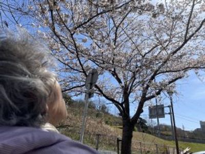 満開の桜の木と散歩