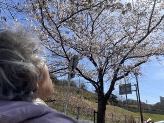 満開の桜の木と散歩