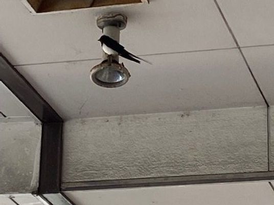 天井の照明に止まる鳥の廊下  