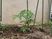 植え込みの苗と支柱の庭  