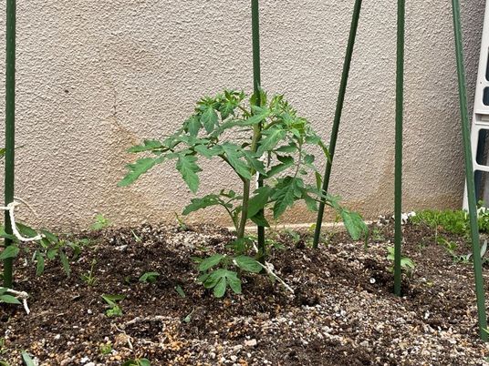 植え込みの苗と支柱の庭  