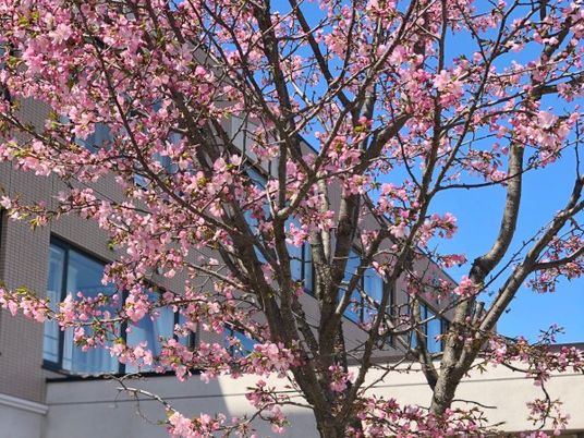 桜が咲く外観  