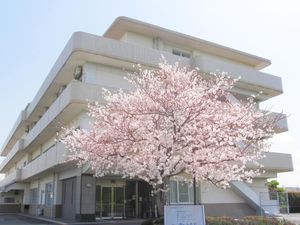 桜が咲く建物外観  