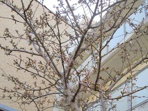 春の木が見える中庭  