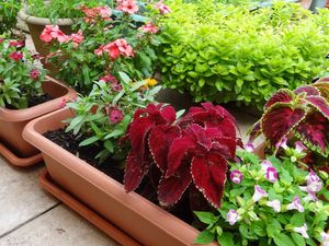 色鮮やかな鉢植えの庭  