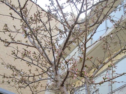 中庭の桜の木  