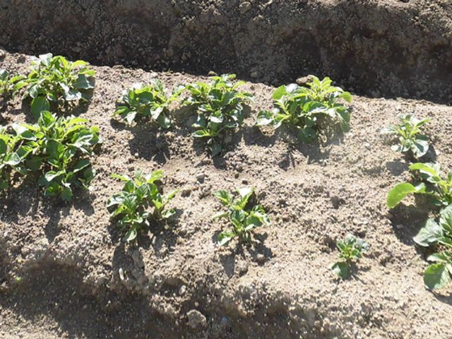 菜園の風景 庭 新鮮な野菜を育てるための菜園です。利用者と一緒に自然を感じながら、収穫の喜びを味わえます。