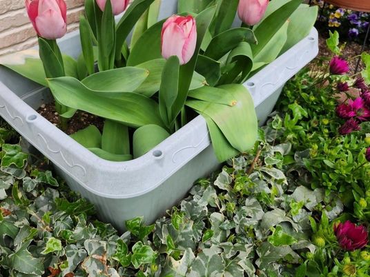 花壇のチューリップ  