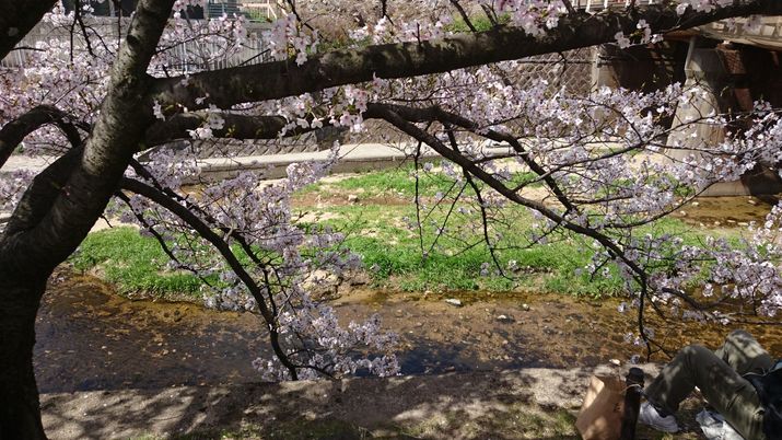 桜と小川の庭