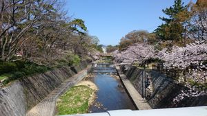 桜並木の風景