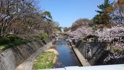桜並木の風景