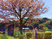 桜が咲く中庭