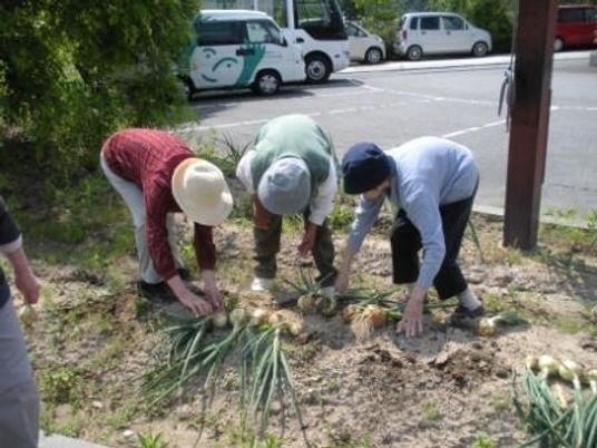 植物の世話をする利用者たち