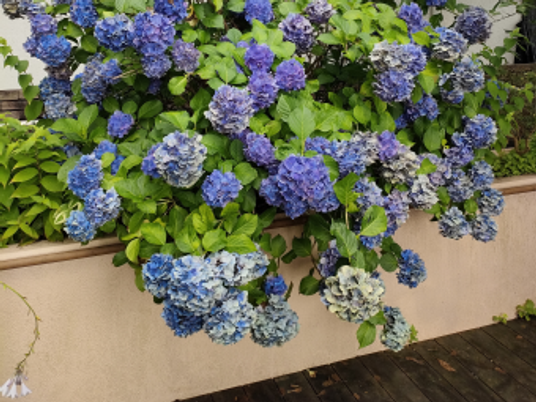あじさいの植え込み庭  