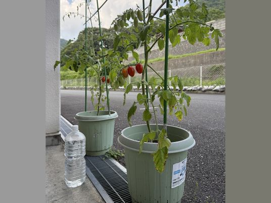 実のなる鉢植えの庭  