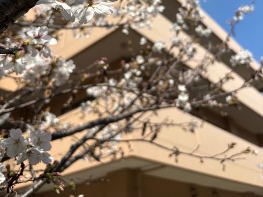 桜と建物の外観  