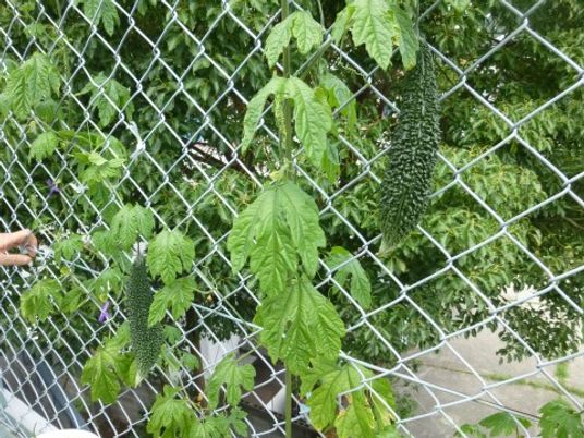 フェンスに絡む緑の植物