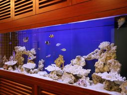 色鮮やかな水槽