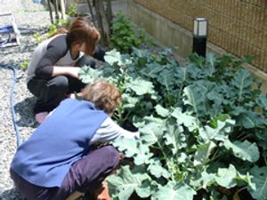 野菜の手入れをする庭