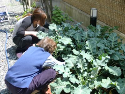 野菜の手入れをする庭