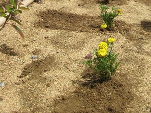 花の植え込みの庭  
